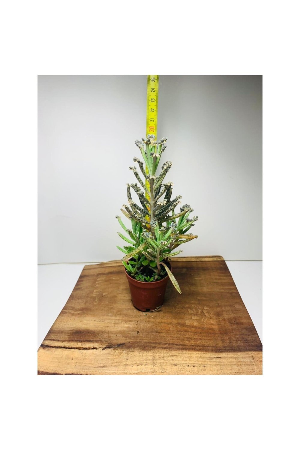 Kalanchoe Delagoensis Aşkın Gözyaşı Sukulent 10-20 cm
