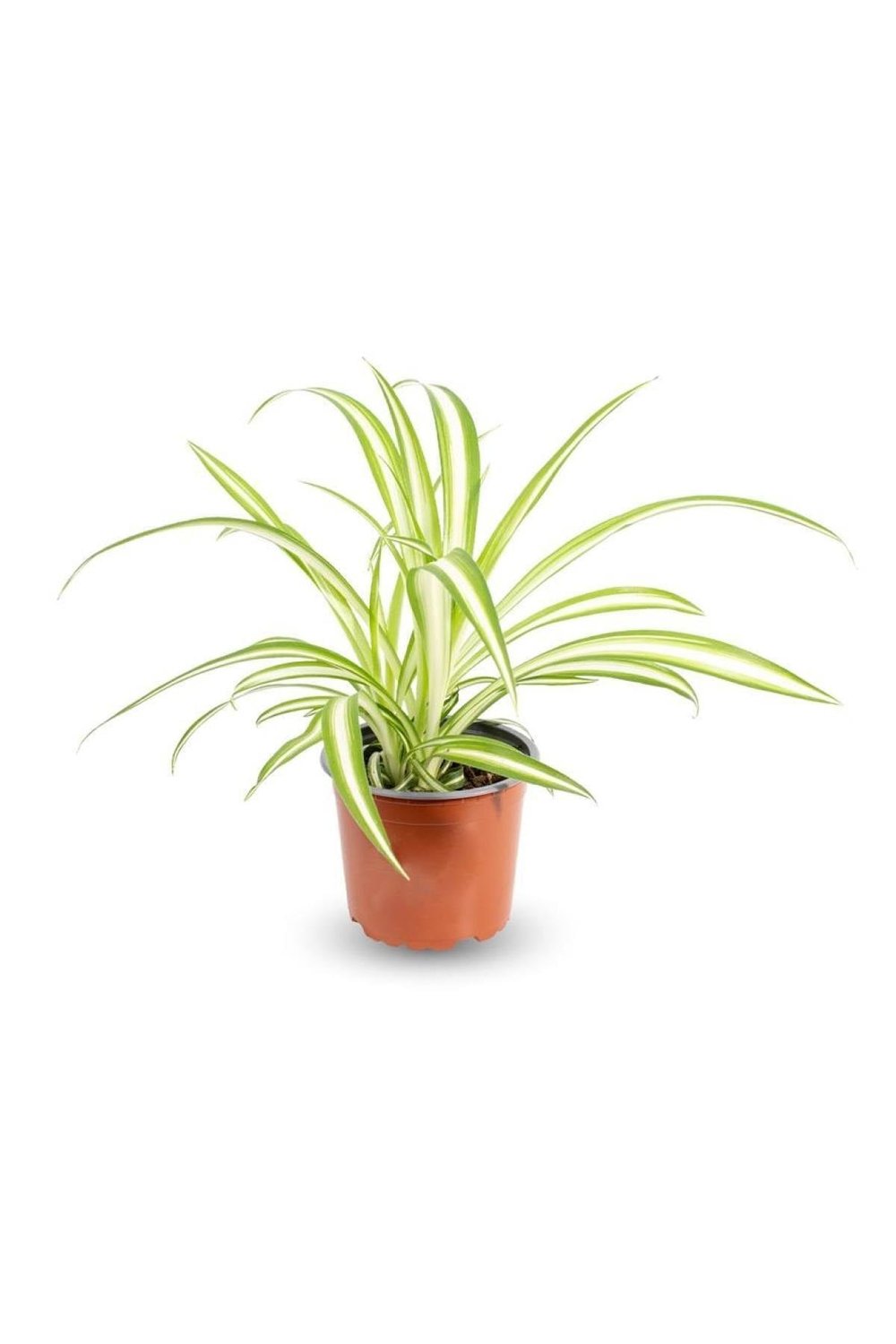 Kurdele Çiçeği Chlorophytum Comosum Variegatum