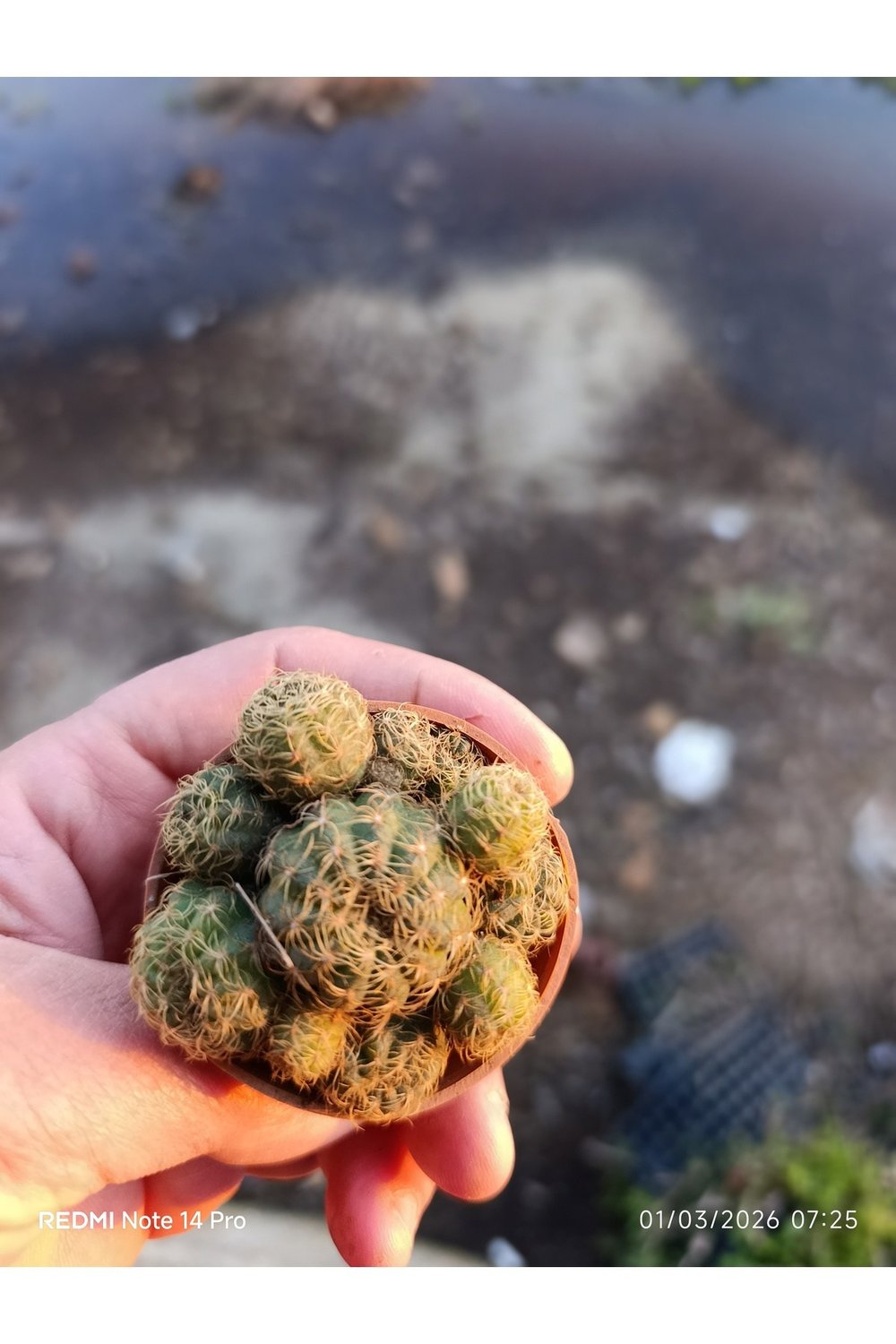 Mammillaria Yavrulu Mini Kaktüs Saksılı Koleksiyonluk
