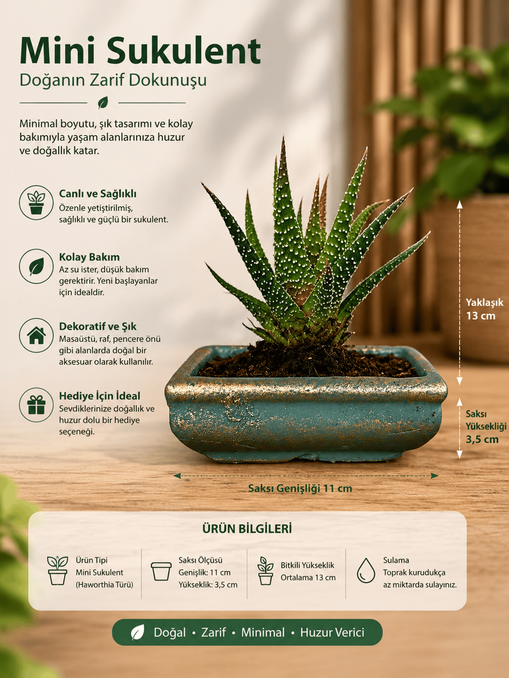 Mini Haworthia Sukulent – Dekoratif Seramik Saksılı Canlı Bitki