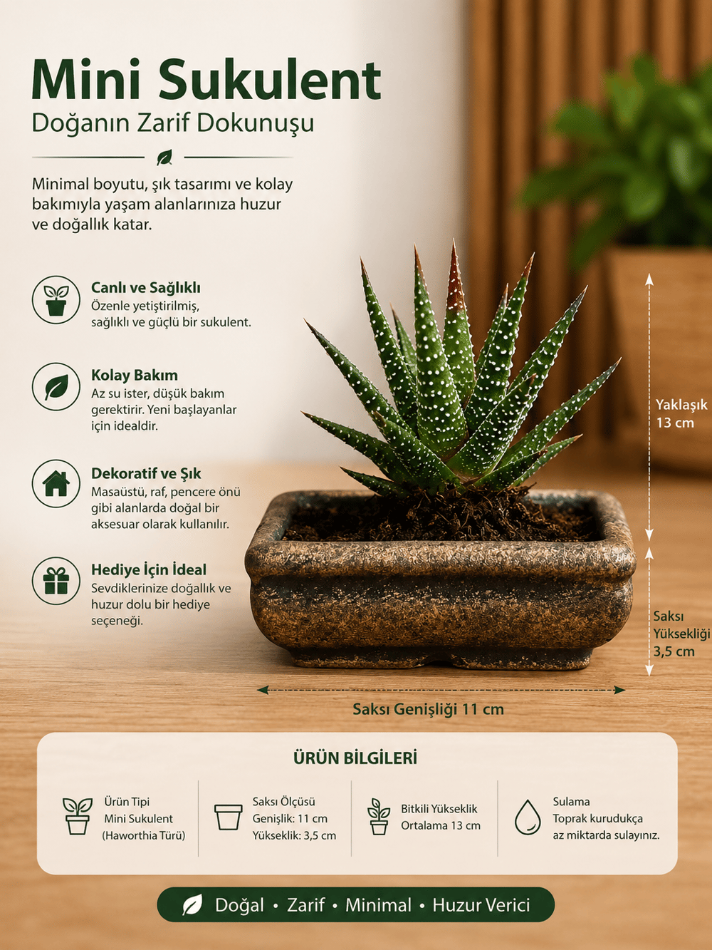 Mini Haworthia Sukulent – Dekoratif Seramik Saksılı Canlı Bitki 2