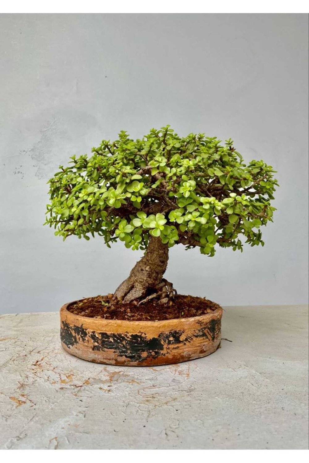 Minik dev para ağacı bonsai jade 14 yaş