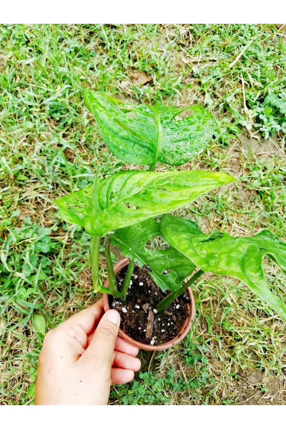 Monstera Monkey (adonson's Monstera)