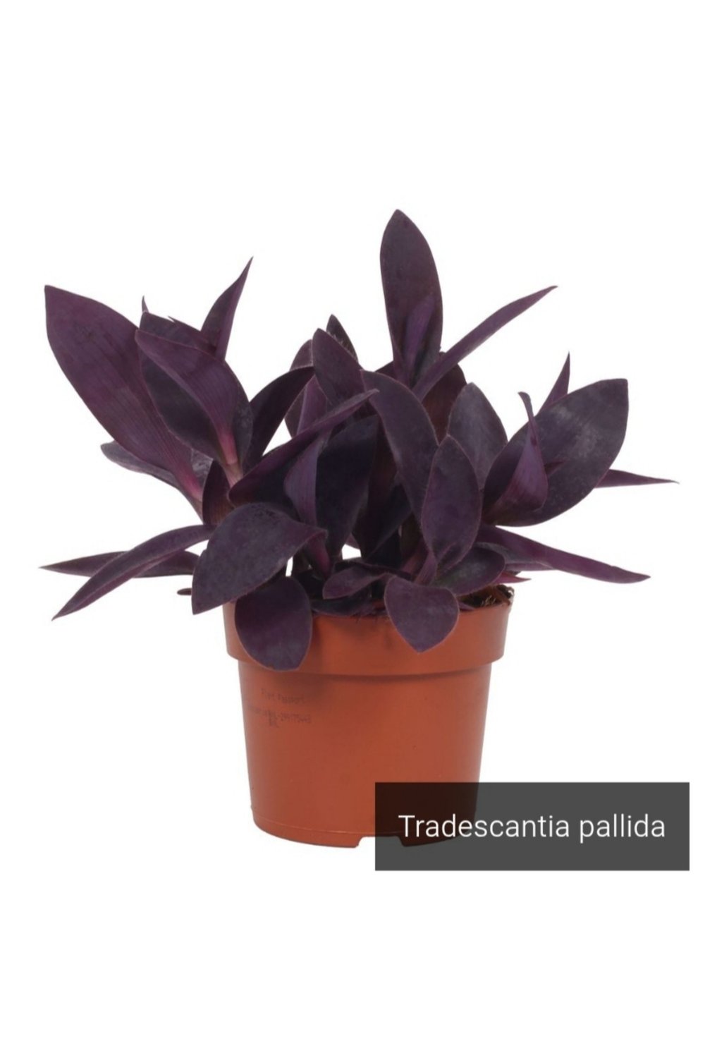 Mor Telgraf Çiçeği Tradescantia Purple Passion
