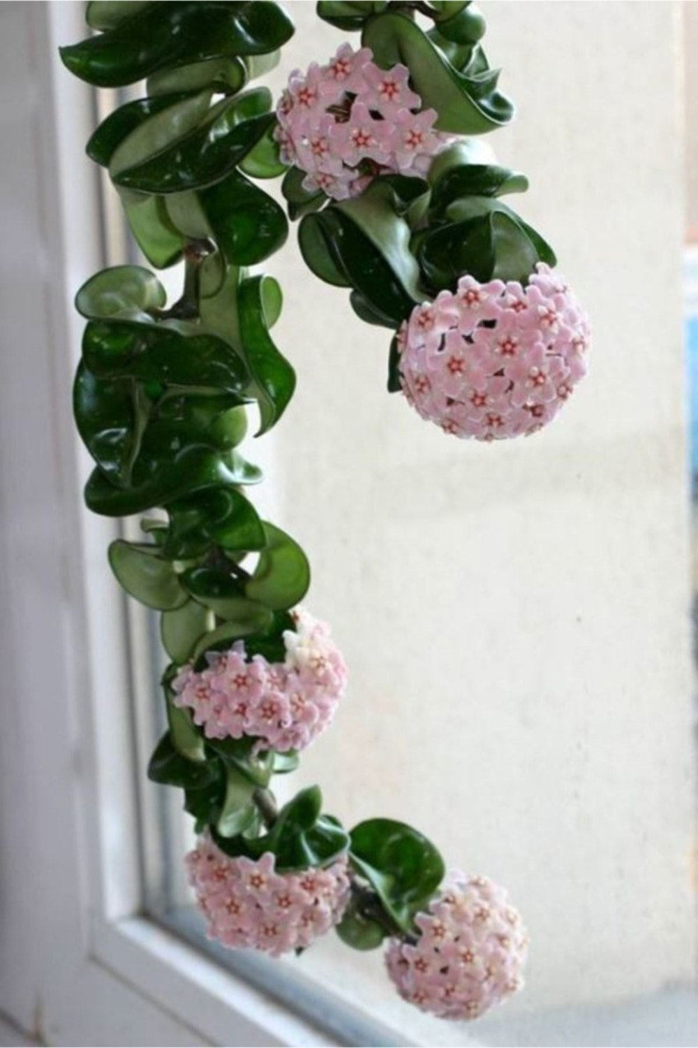 Mum Çiçeği Fidanı Hoya Carnosa Tri Colour 3 Renkli 10-20 cm