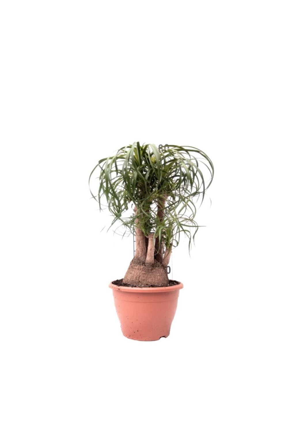 Nolina - Beaucarnea Recurvata - 80 Cm Boyunda