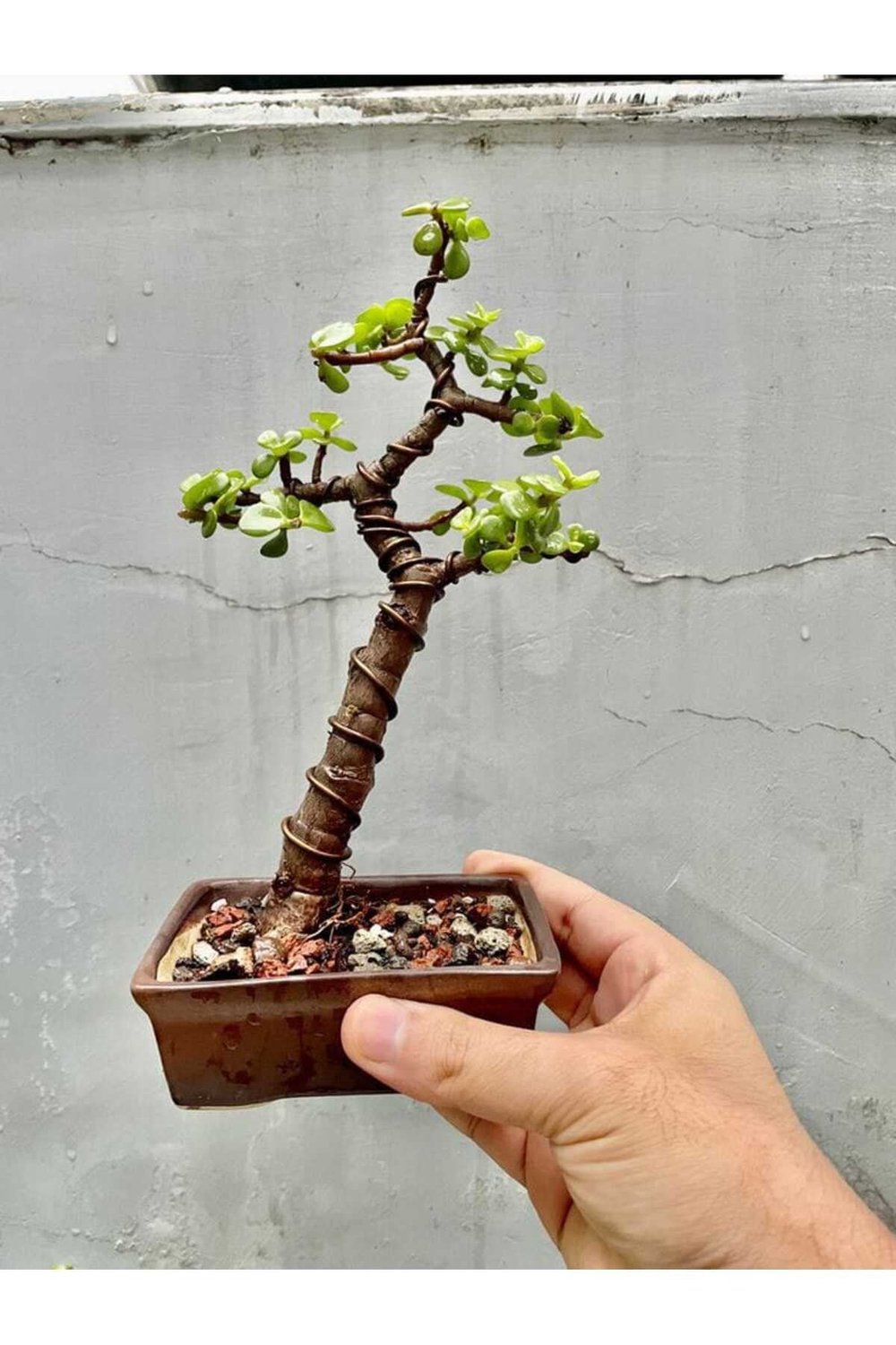 Özel saksıda para bonsai şans ağacı