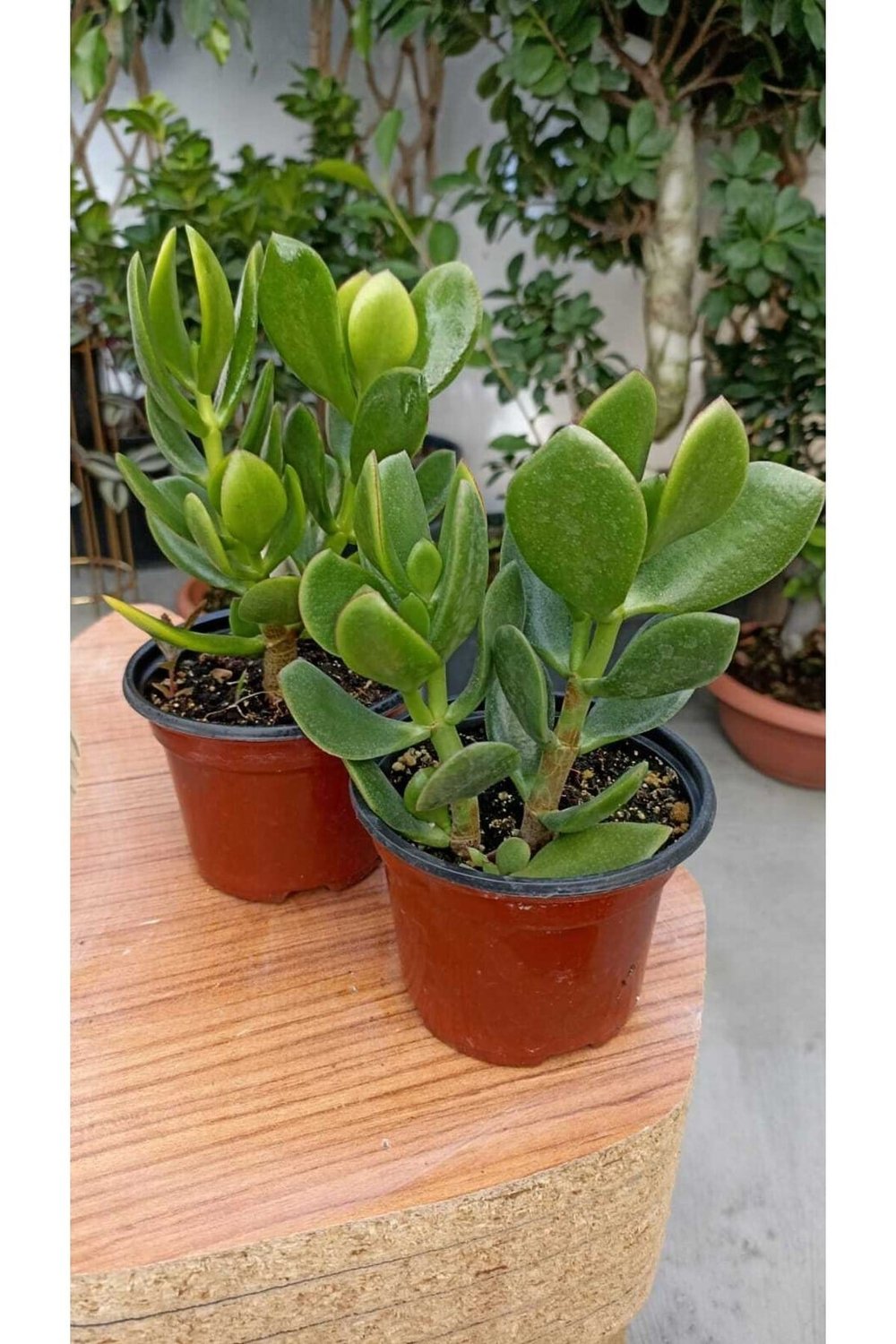 Para Ağacı Crassula Ovata