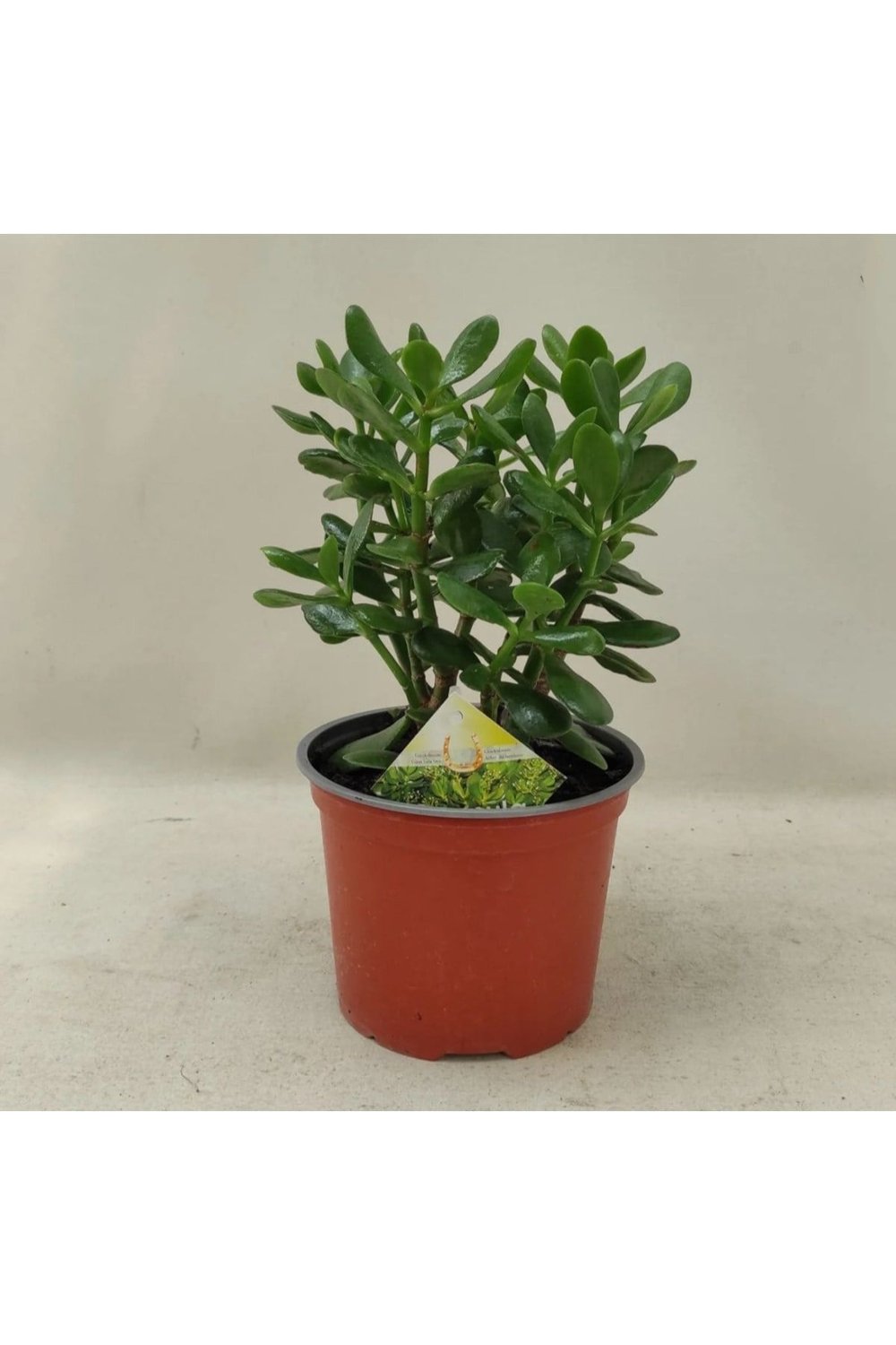 Para ağacı Para çiçeği Bereket ağacı Crassula Ovata
