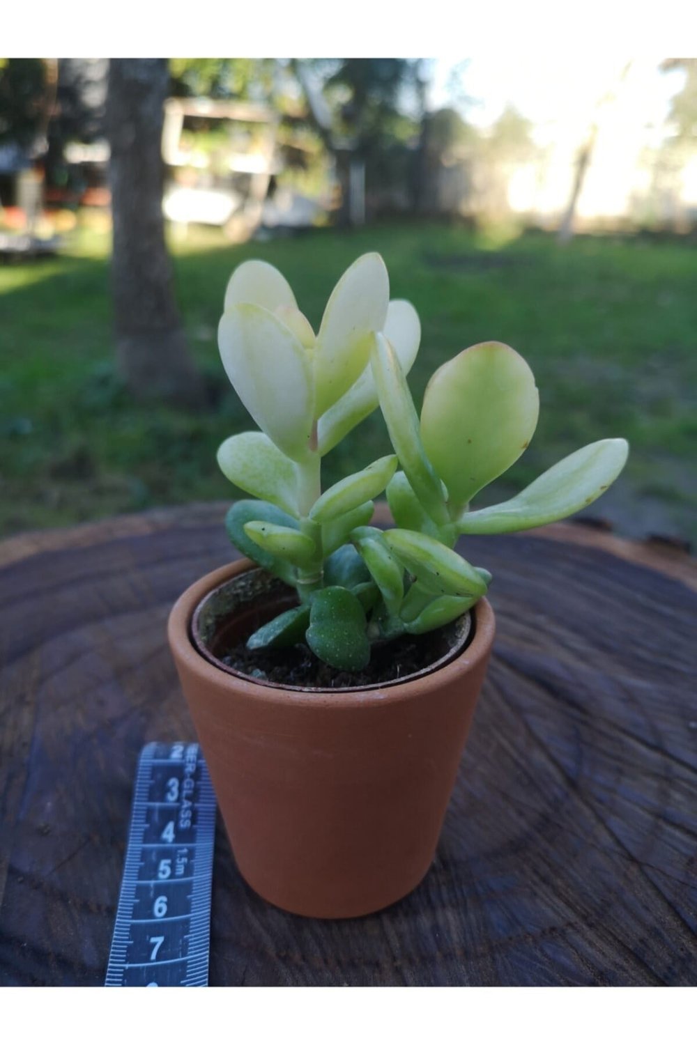 Para Ağacı (sarı) Crassula Ovata