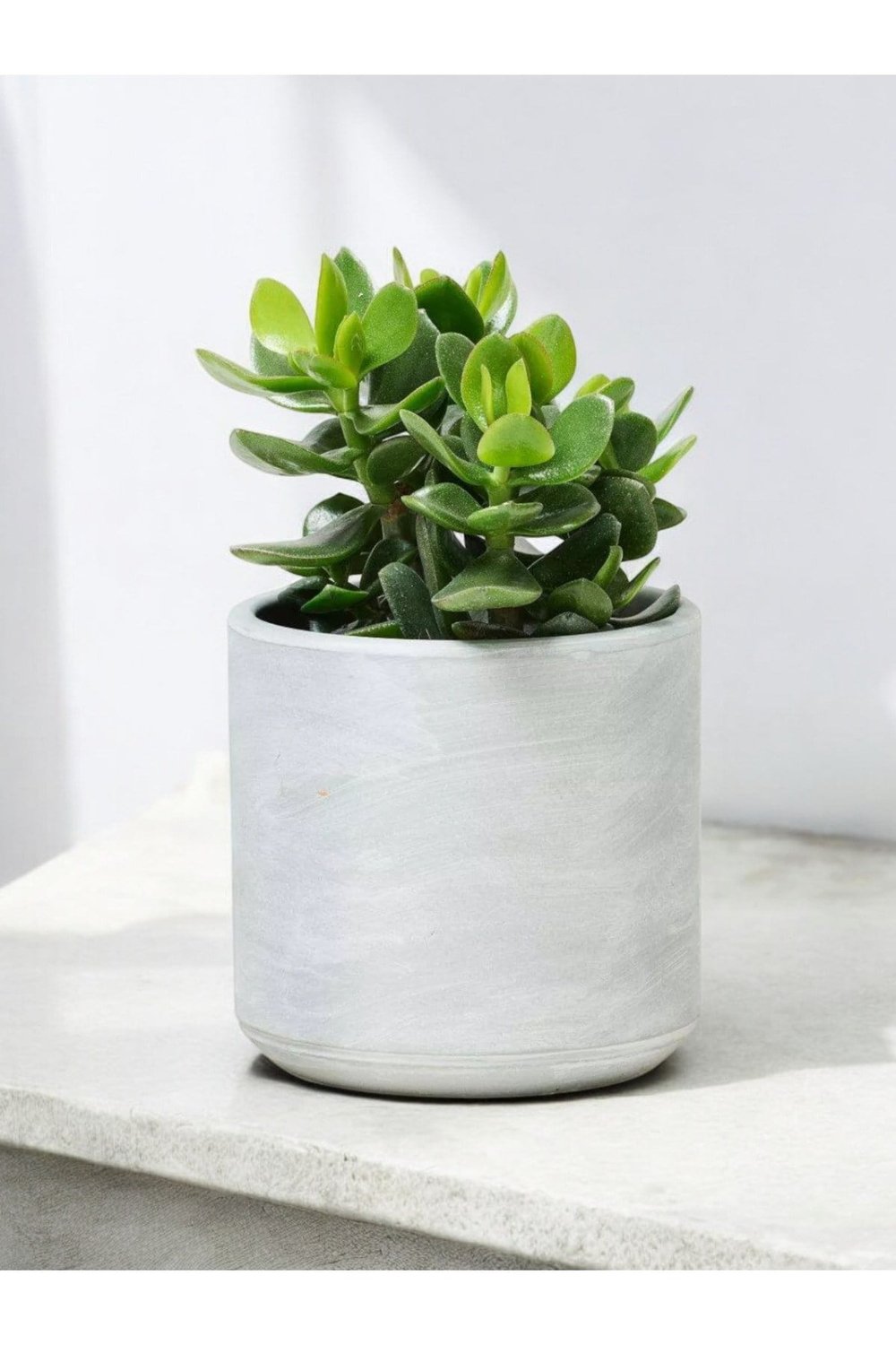Para çiçeği 10-12 cm dekoratif saksıda para ağacı