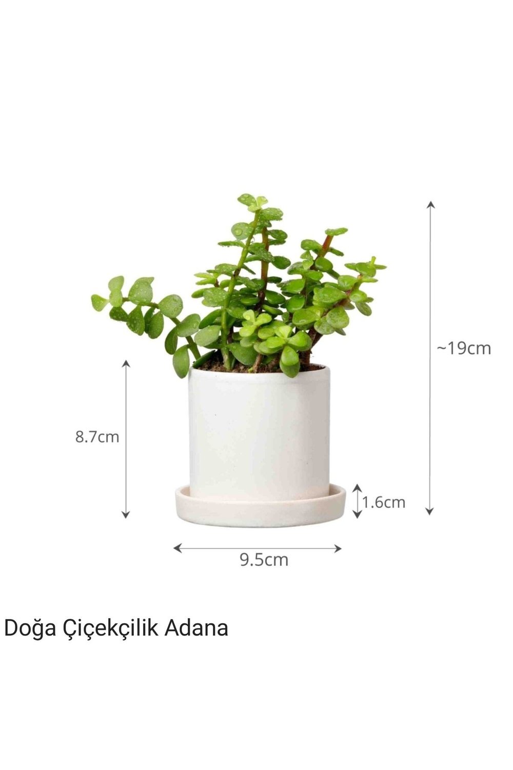 Para Çiçeği Özel Saksıda Afra Portulacaria
