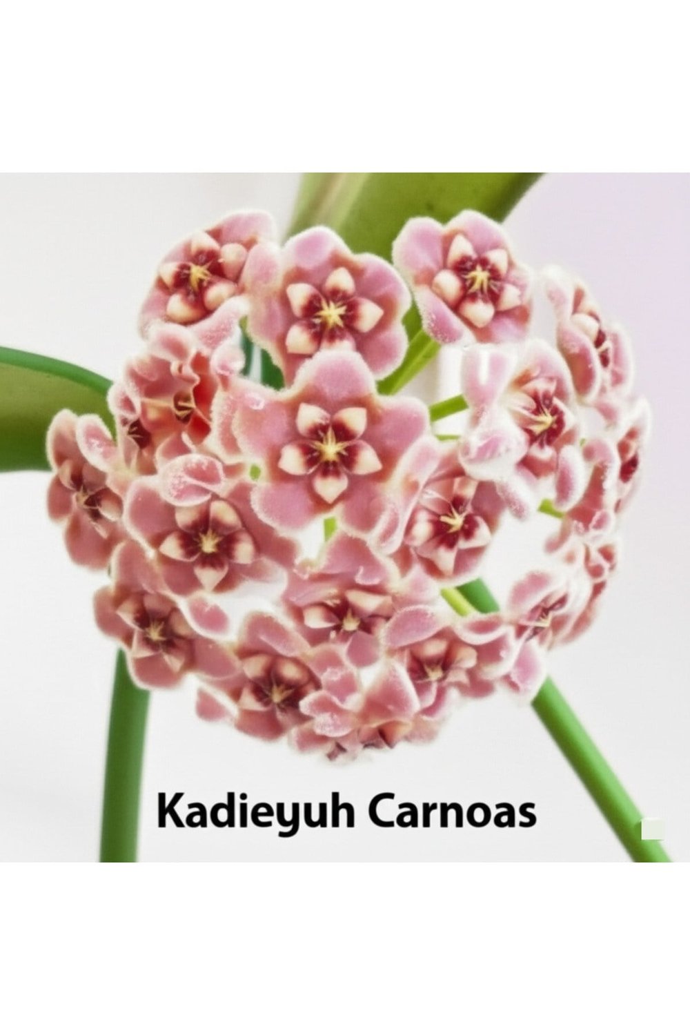 Pembe Kadife Yıldızı Hoya Carnosa Mum Çiçeği Fidanı