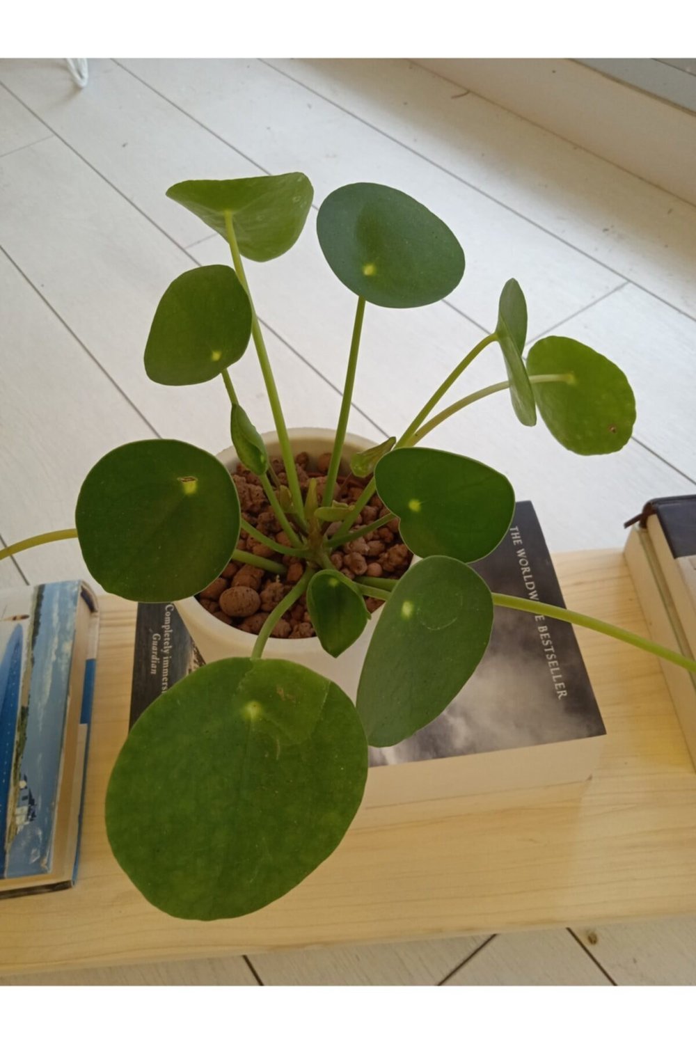 Pilea Beyaz Saksi