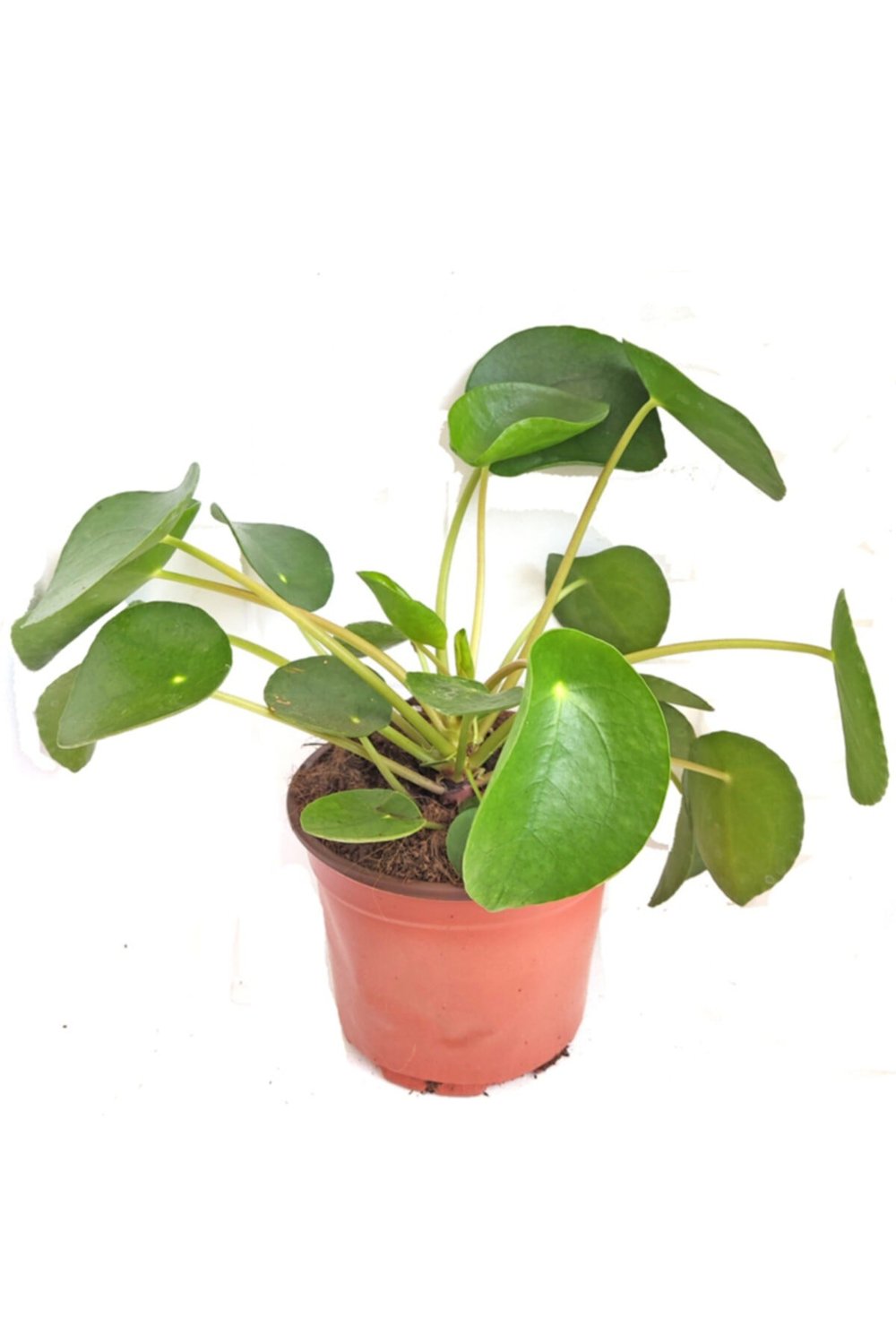 Pilea Büyük Boy 12 Cm Saksıda