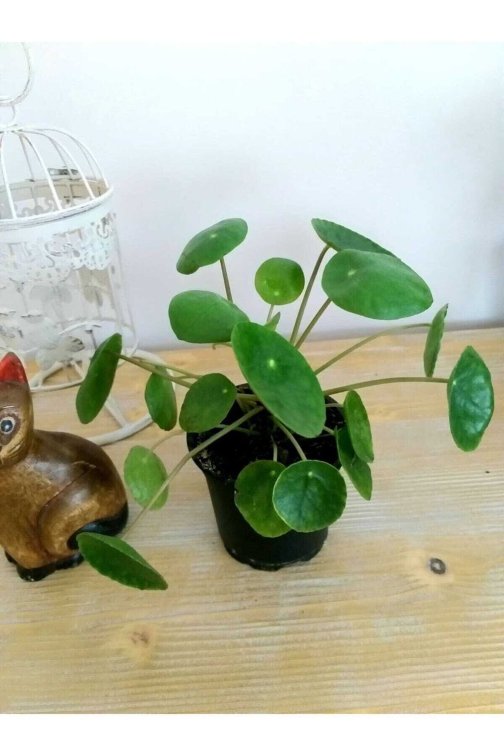 Pilea Peperomioides