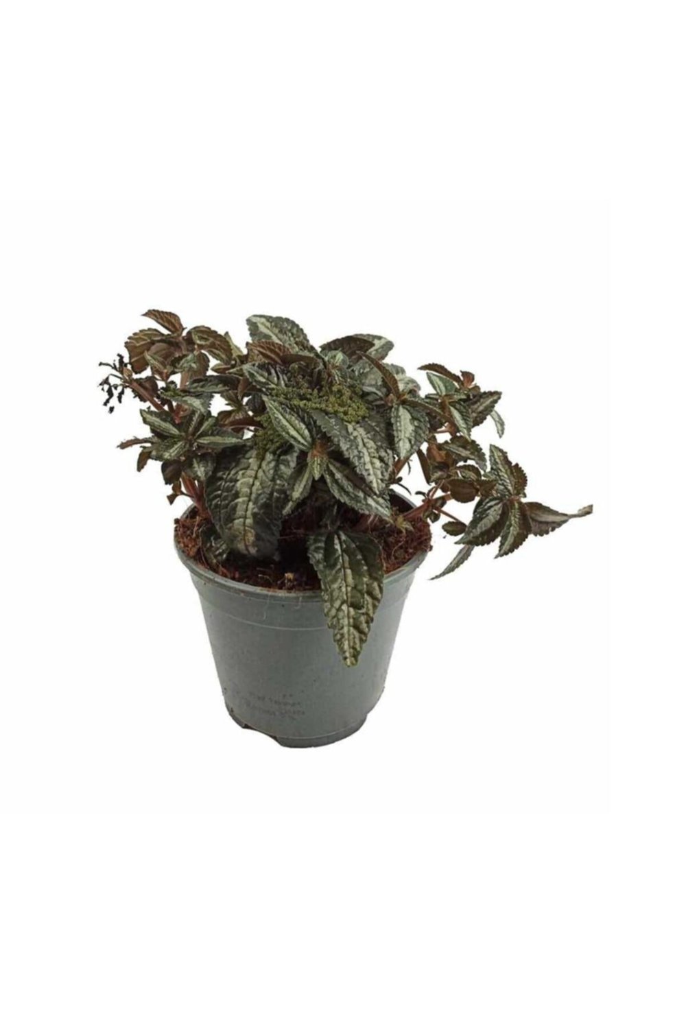 Pilea Spruceana (14 Cm Saksıda)