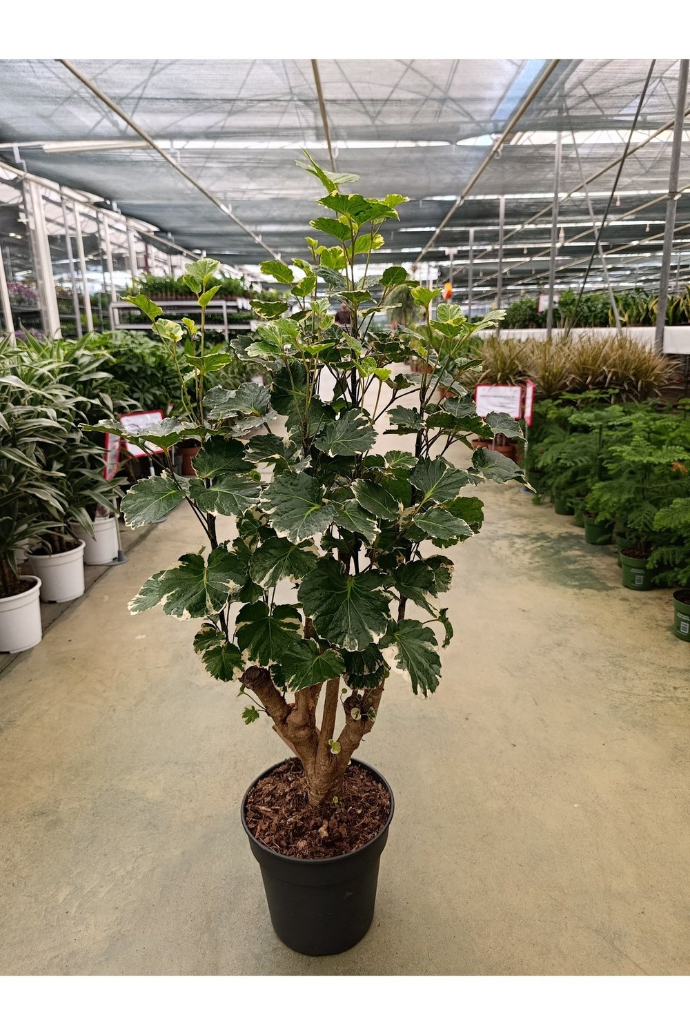 Polyscias Balfouriana Bitkisi