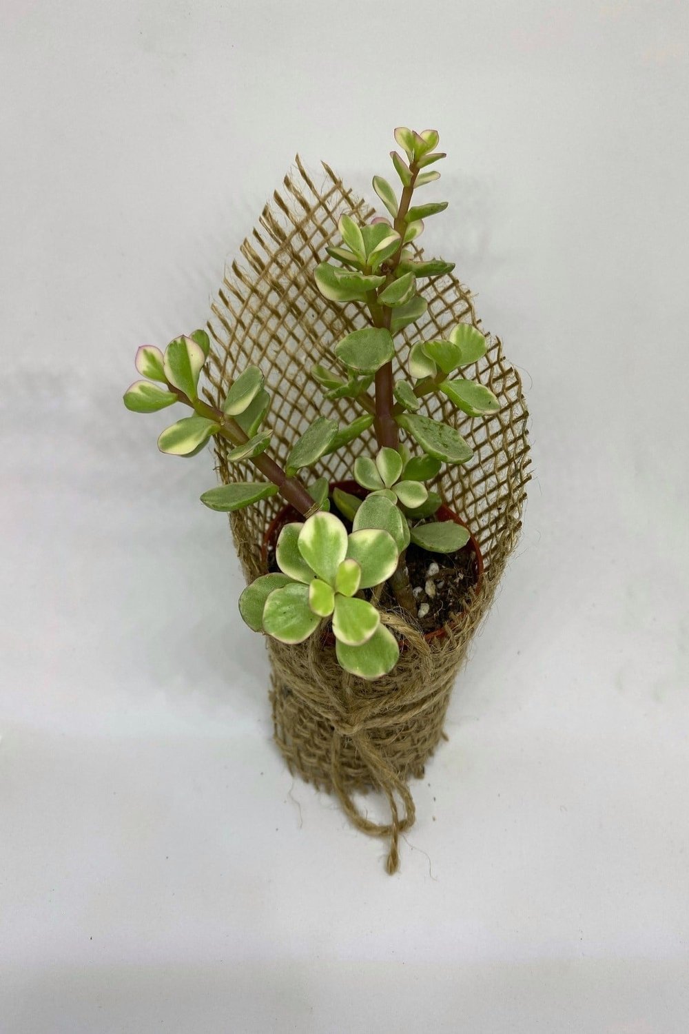 Portulacaria Afra Variegata Sukulent