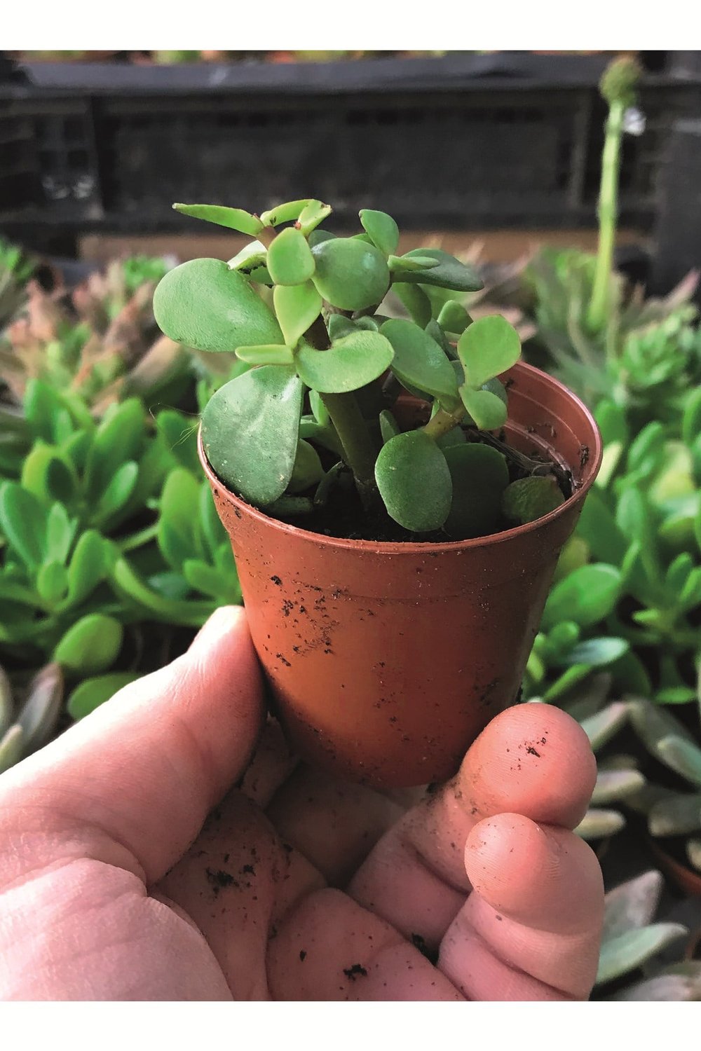 Portulacaria Afra - Yeşim Ağacı - Sukulent Bitkisi 5,5 Cm Çap Üretim Saksısında