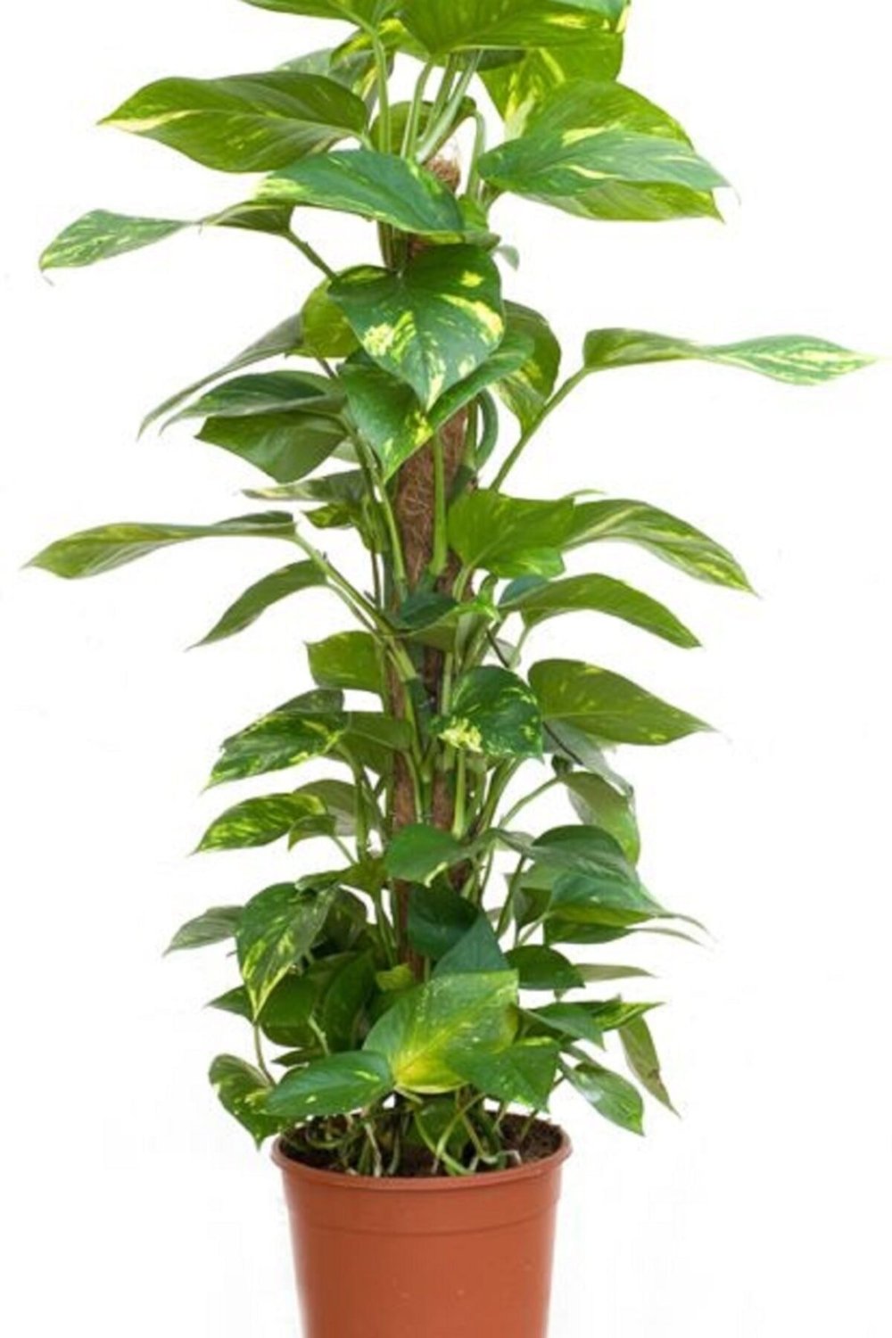 Potos Sarmaşığı 60 Cm Yosunlu Sopaya Sarılmış Ev Bitkisi Salon Bitkisi Ofis Bitkisi