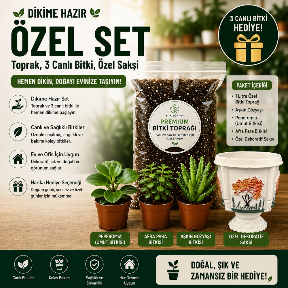 Premium Dikime Hazır Bitki Seti | Toprak, 3 Canlı Bitki ve Dekoratif Saksı 4