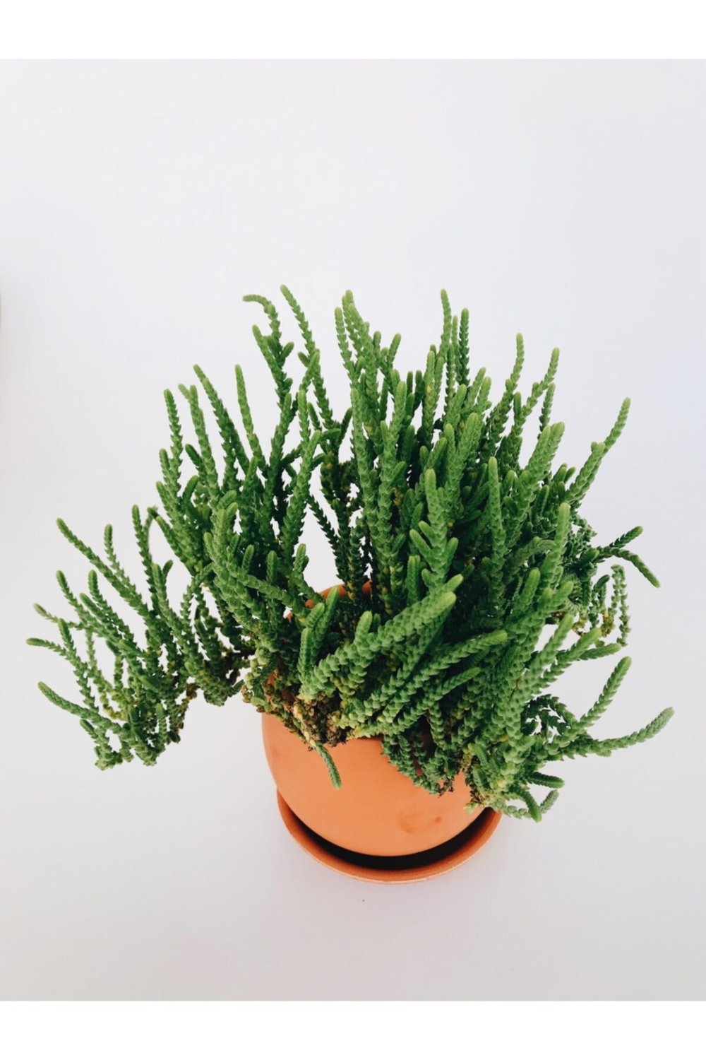 Prenses Çamı / Crassula Muscosa / Sukulent