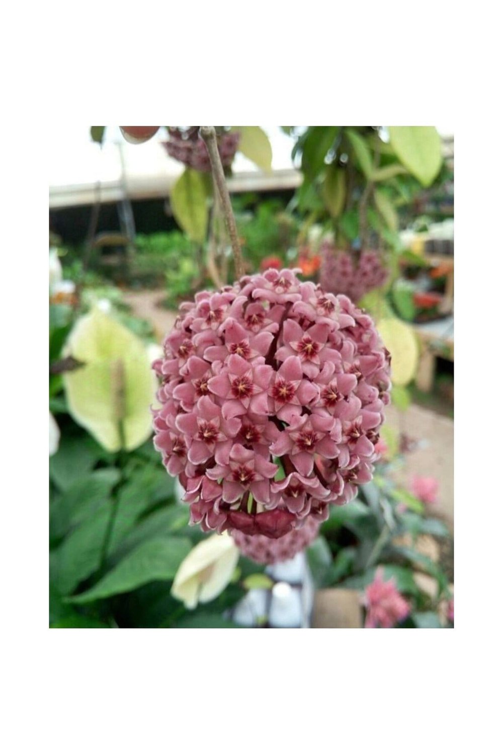 Pudra Renkli Mum Çiçeği Fidanı 10-20 cm