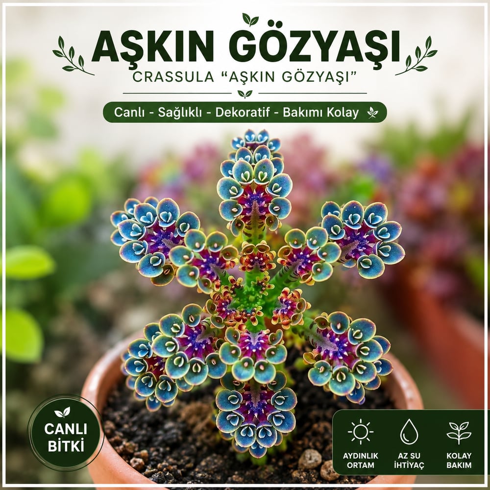 Saksıda Aşkın Gözyaşı Çiçeği