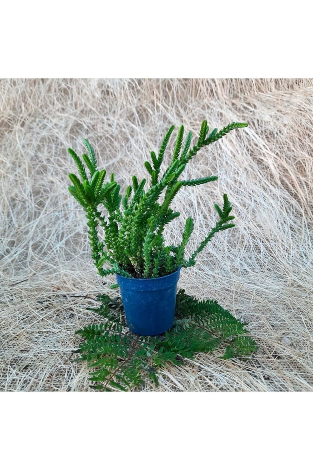 Saksıda Crassula Muscosa Prenses Çamı Sukulent