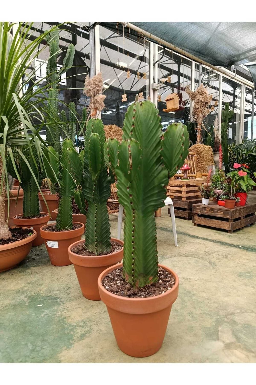 Saksıda Euphorbia İngens Cüce Bitkisi - Kaktüs
