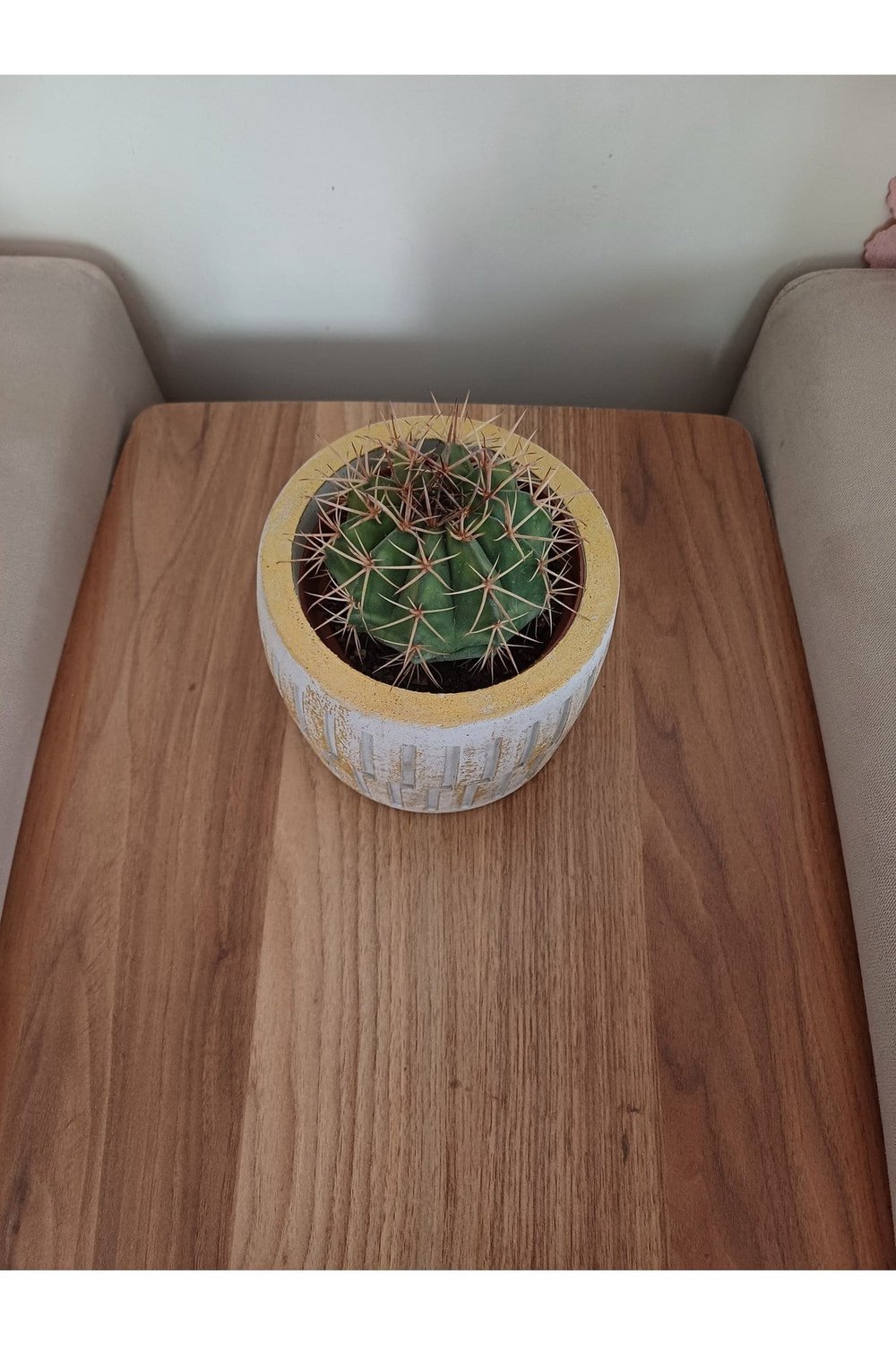 Saksıda Melo Kaktüs 14cm Çap