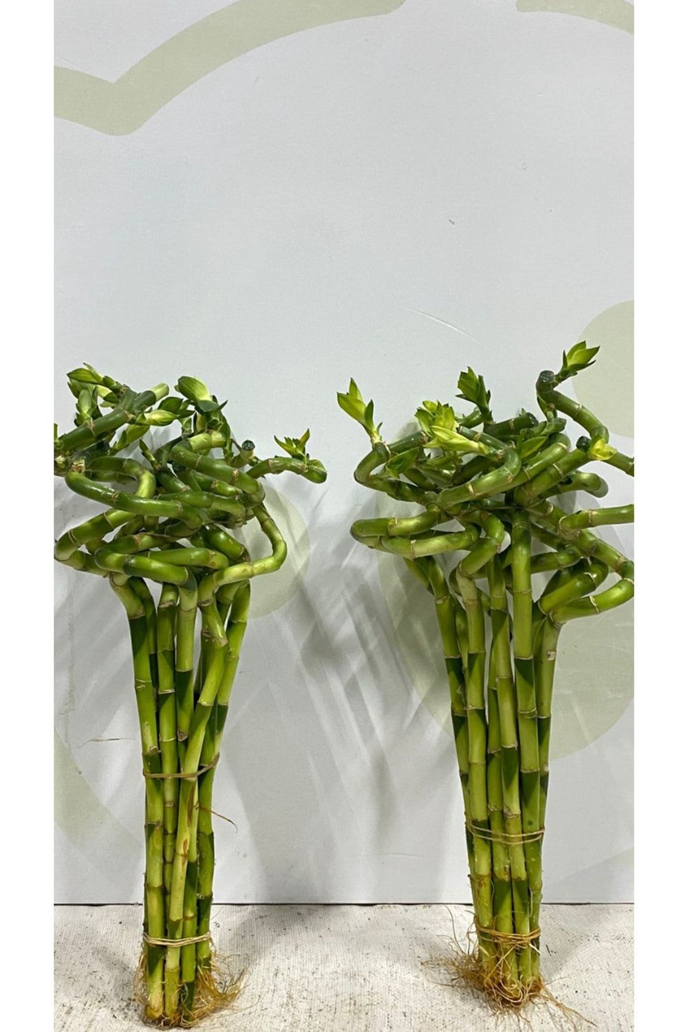 Şans Bambusu 2 Adet 70. 80. Cm