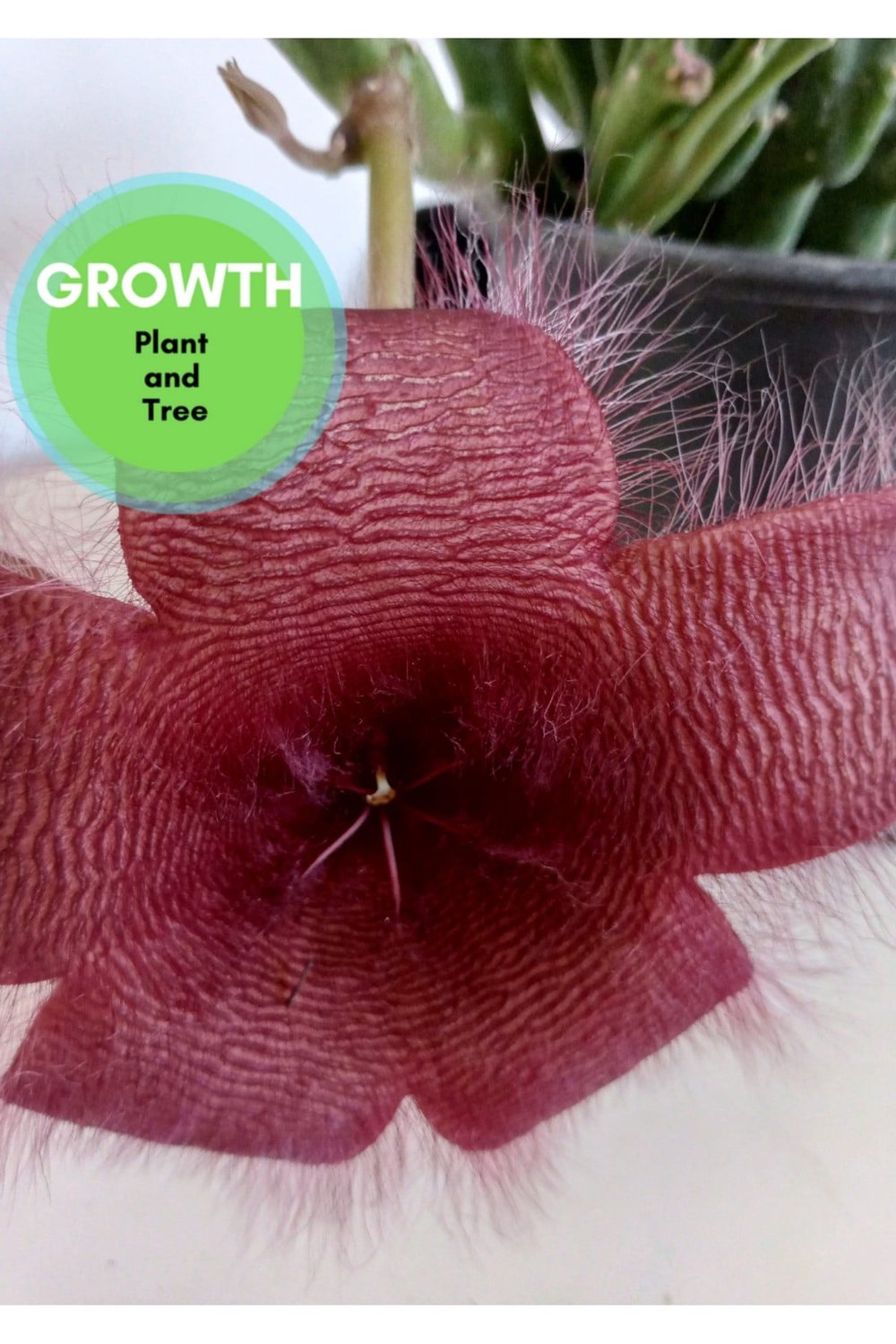 Stapelia Grandiflora Leş Kaktüsü