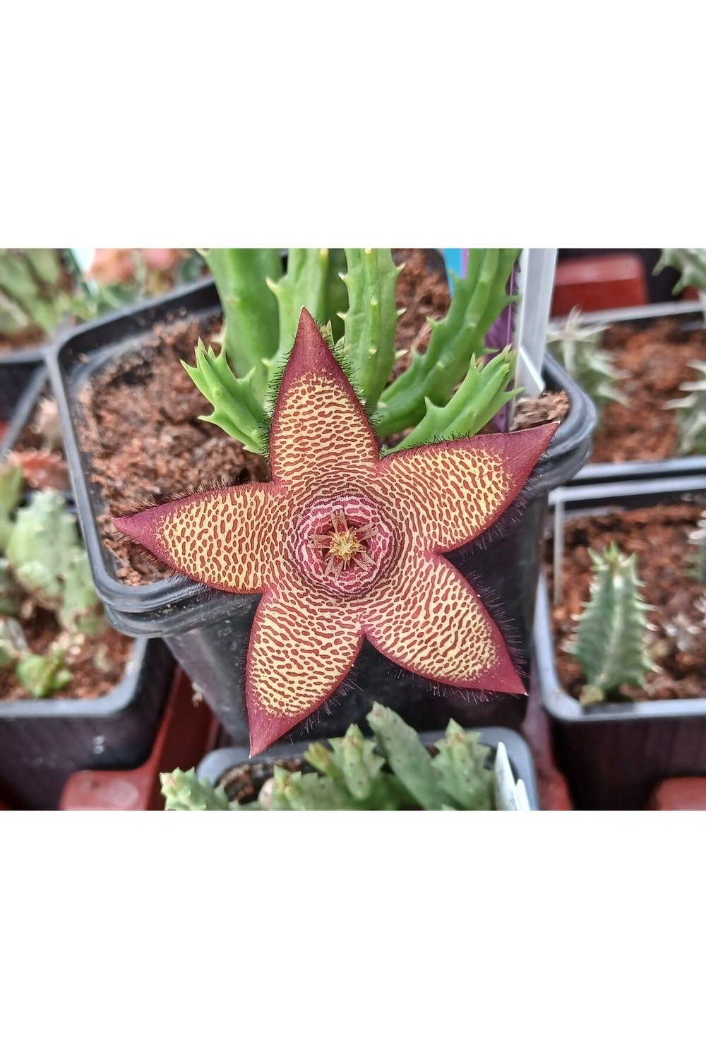 Stapelia Mutabilis Leş Kaktüsü 5.5 Cm Saksıda 2 Dallı