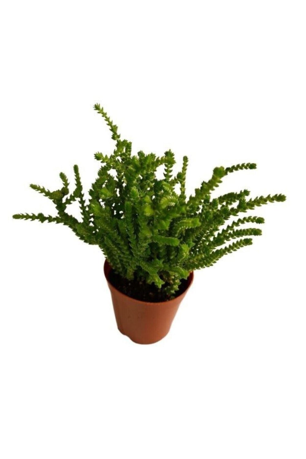 Sukulent Prenses Çamı Crassula Muscosa 5.5 Cm Saksı Çiçek Süs Bitkisi
