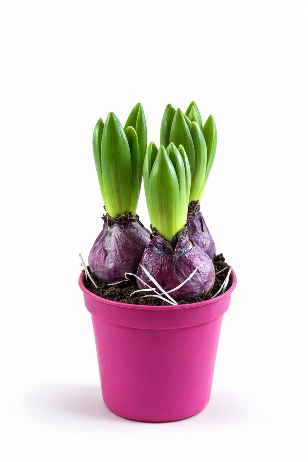 Sümbül Soğanı (Hyacinthus orientalis) | 12 Cm Saksı Kokulu | Rastgele Renk Canlı Ev & Bahçe Bitkisi