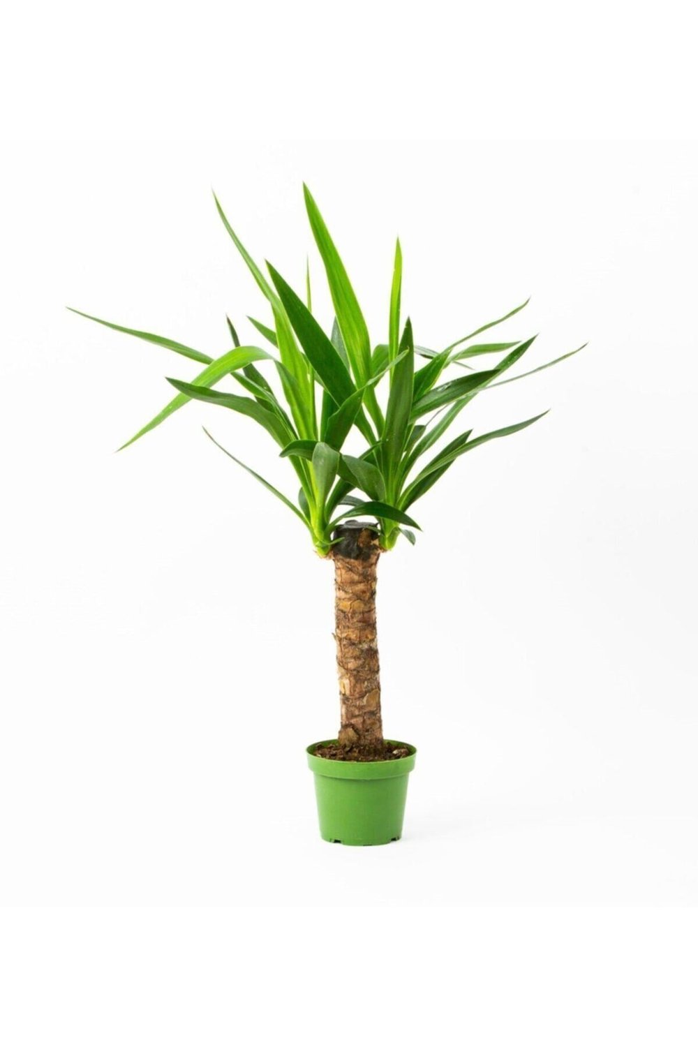 Tekli Yucca 40cm