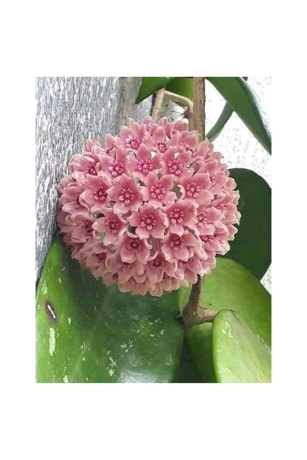 Toz Pembe Renkli Mum Çiçeği Fidanı 10-20 cm
