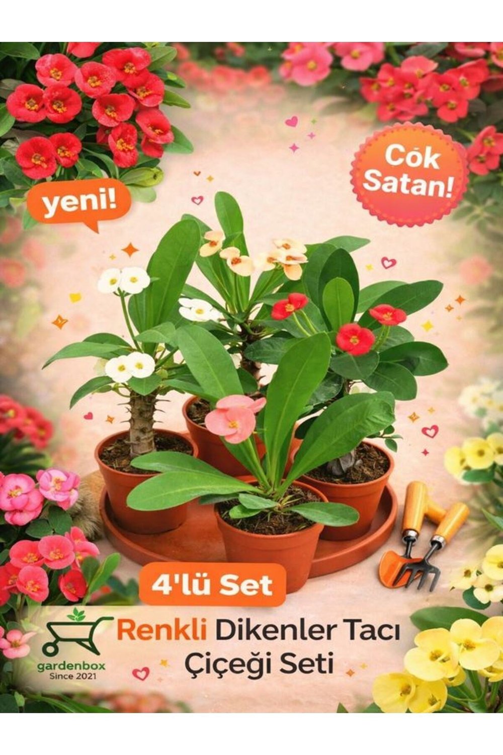 Videolu Milli Dikenler Tacı (15-25 CM) Saksılı 4 Adet Farklı Renk Euophorbia