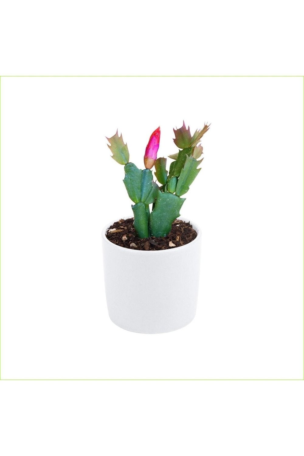 Yılbaşı Çiçeği Dekoratif Saksıda Schlumbergera 010101