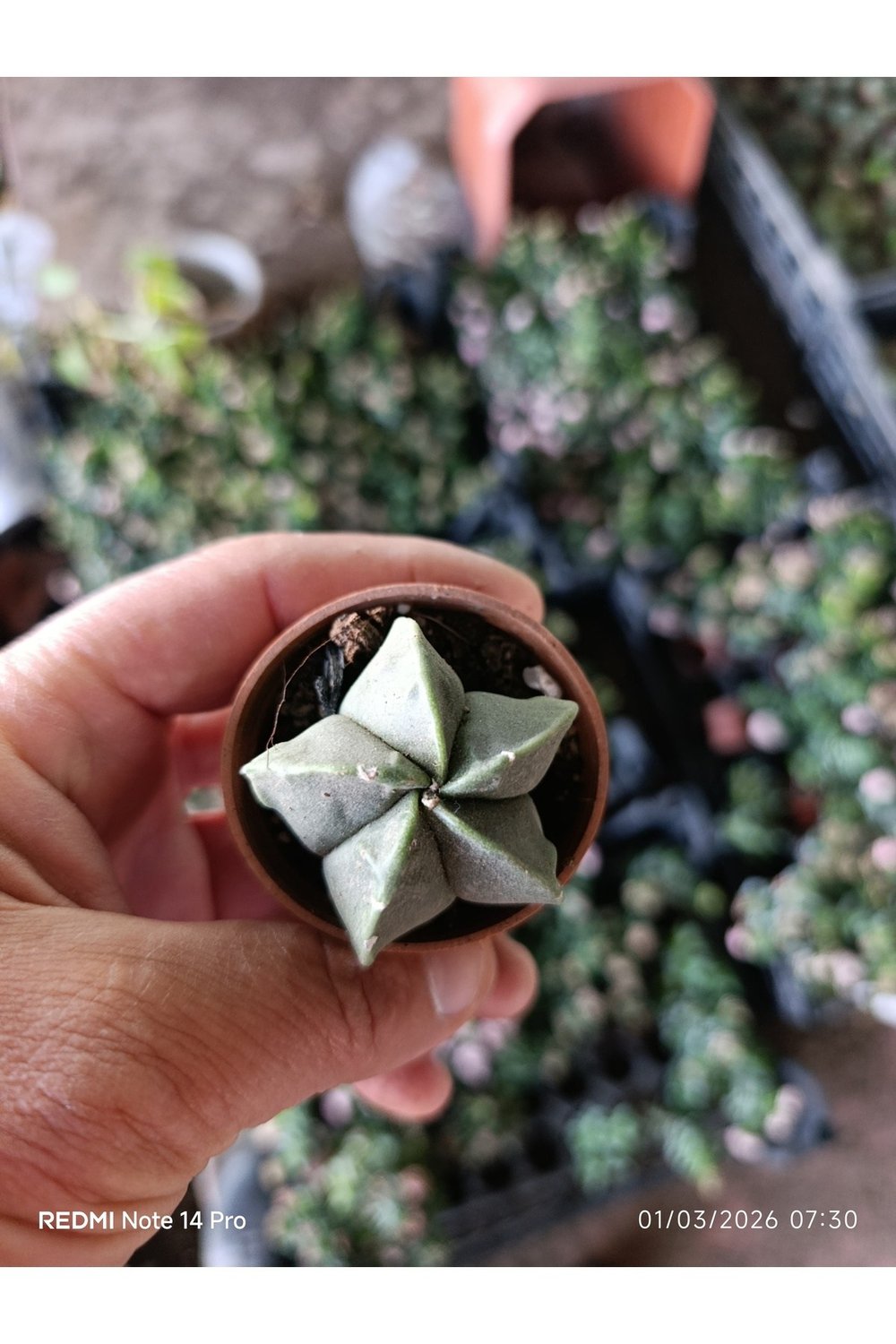 Yıldız Formlu Nadir Sukulent – Geometrik Mini Kaktüs 5,5 cm Saksılı Papaz Takkesi