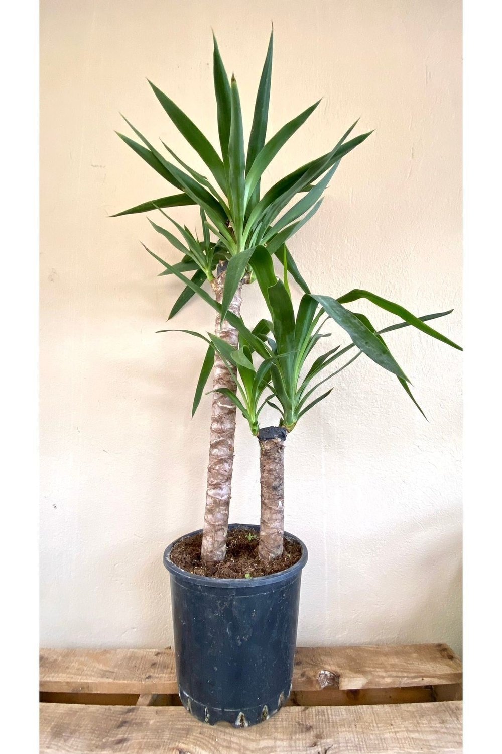 Yucca Bitkisi 2 Gövdeli Yuka Bitkisi Avize Çiçeği 80 100 Cm Ev Bitkisi Salon Bitkisi 2liyuka