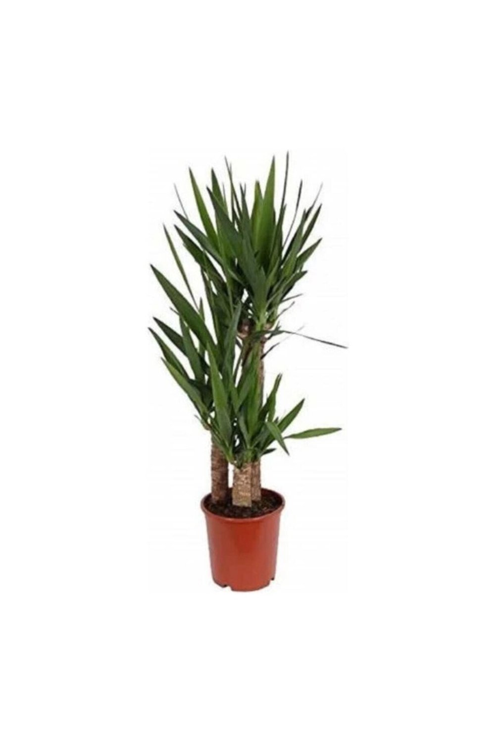 Yucca Üç Gövdeli
