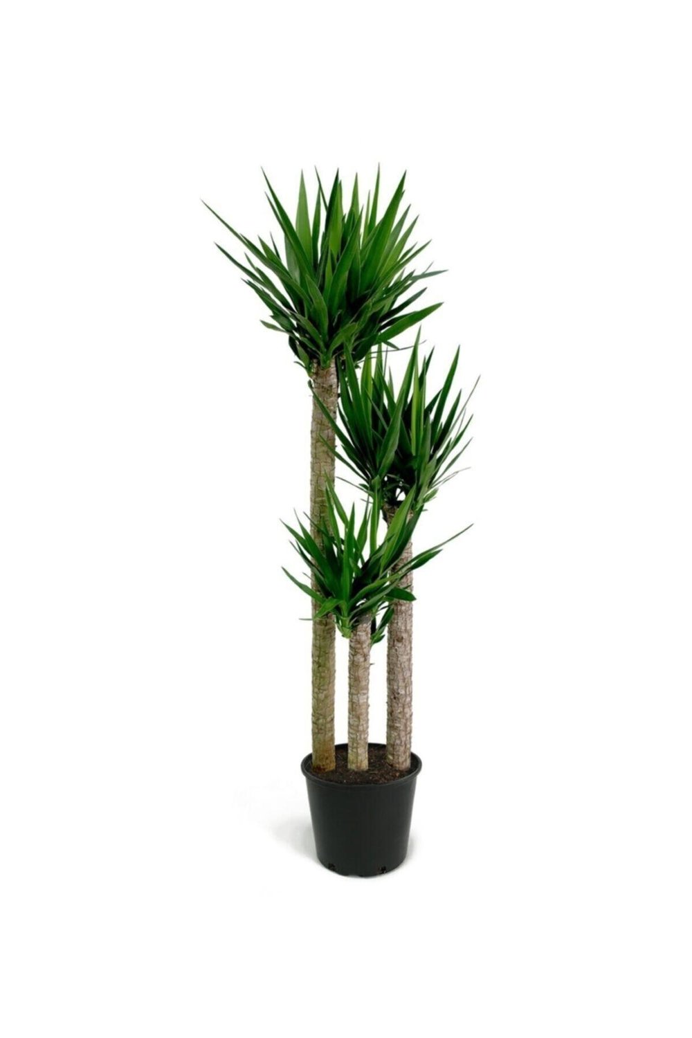 Yucca - Yuka Üç Dallı 3 Dal