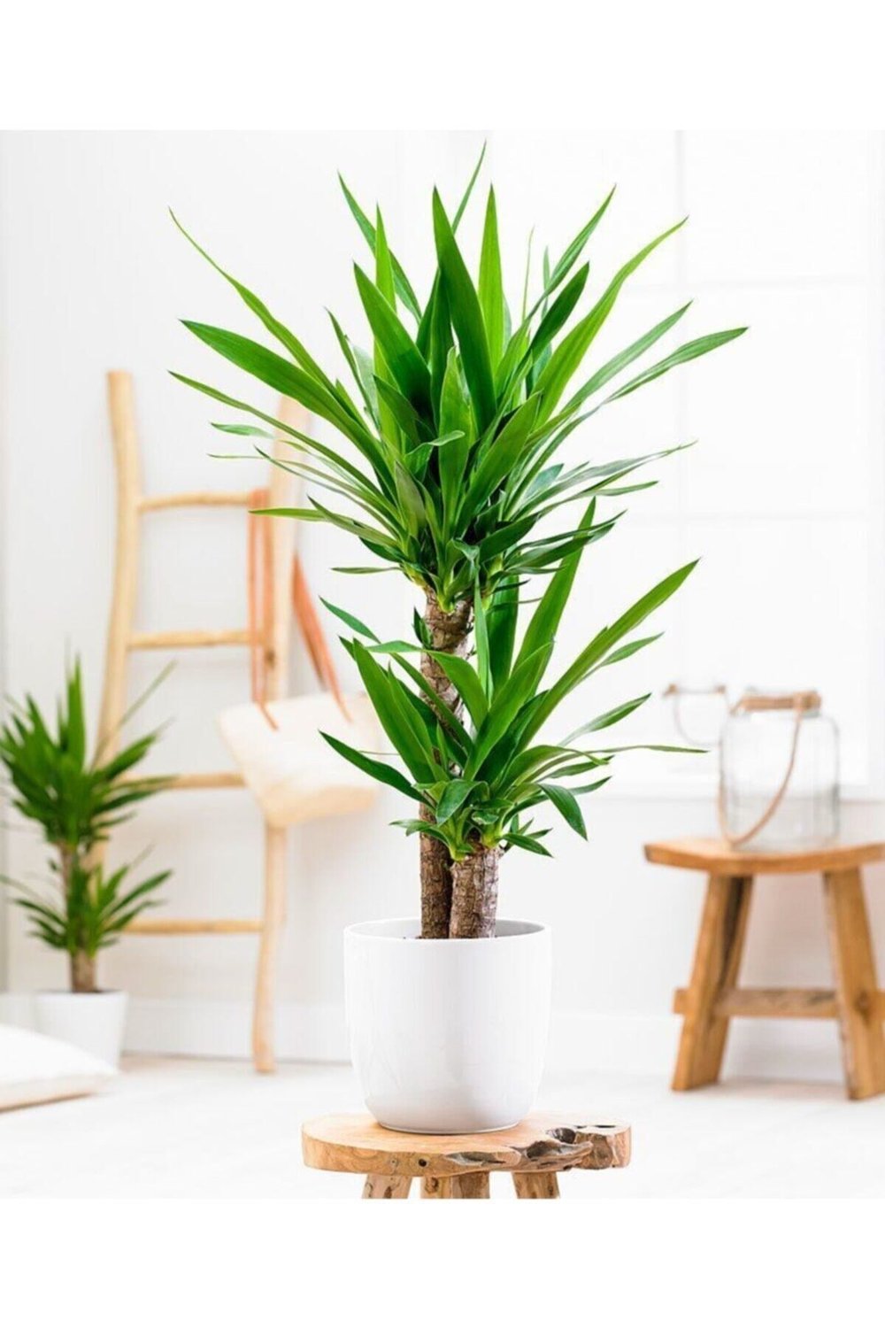 Yuka Bitkisi Yucca 3'lü +120 cm 1.Kalite Dolgun Form