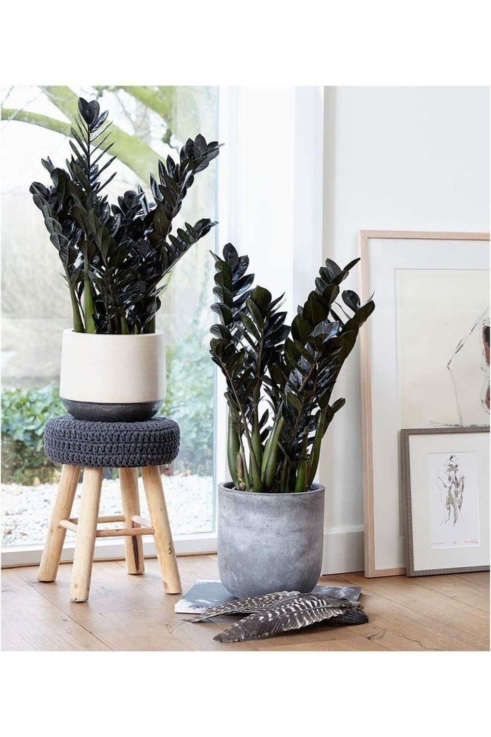 Zeze Çiçeği Zamia Zamioculcas Zamiifolia - Iç Mekan Bitkisi