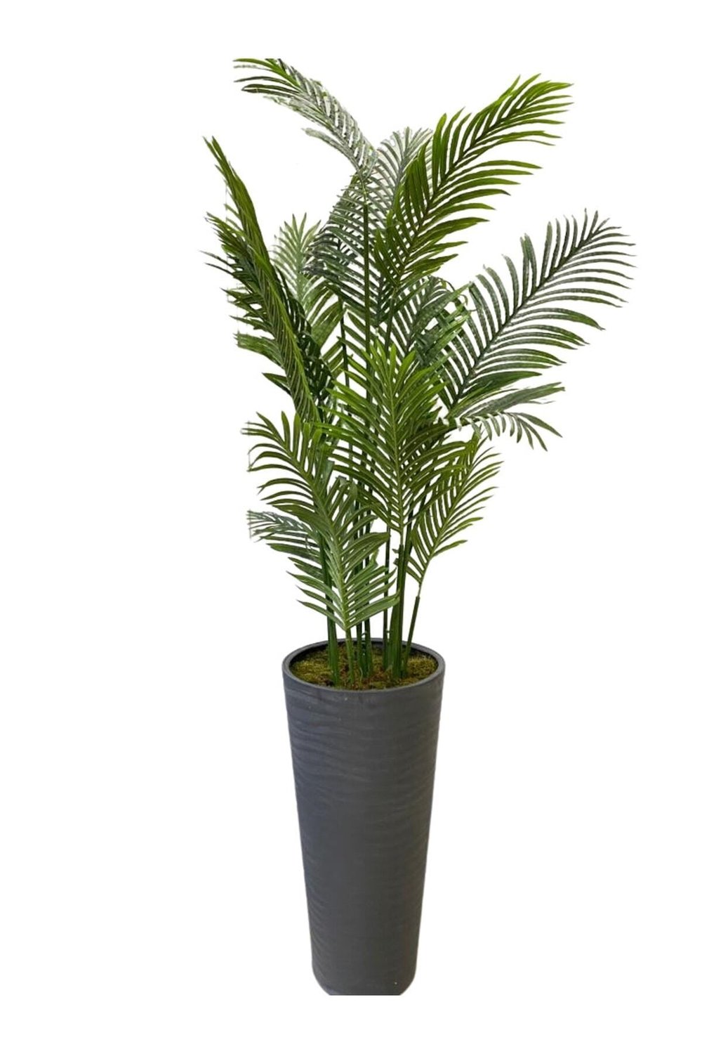 Areka 15 Yaprak 200 Cm 70x35 Özel Tasarım Saksı