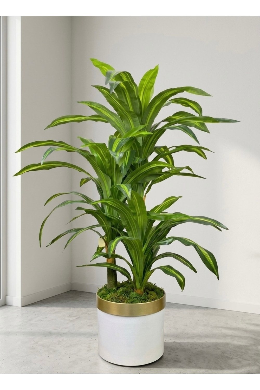 DRACAENA FRAGRANS 3 GÖVDE YAPAY AĞAÇ 160 CM GOLD KEMERLİ BEYAZ 30X30 SAKSI