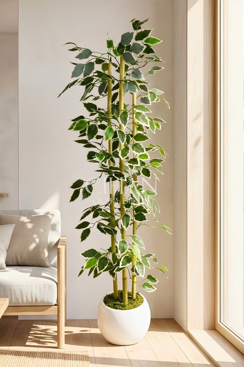 Yapay Alacalı Ficus Ağacı 3 Bambulu 110 cm 27*33 Beyaz Küre Saksılı
